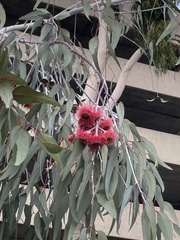 Eucalyptus caesia