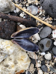 Modiolus auriculatus