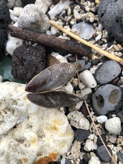 Modiolus auriculatus