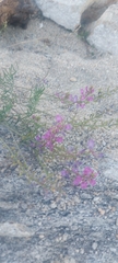 Astragalus versicolor
