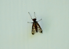 Rhagio punctipennis