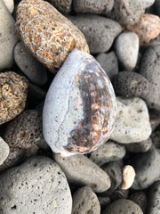 Mauritia mauritiana