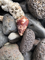 Conus catus