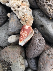 Conus catus