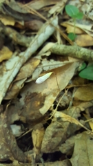 Apteria aphylla
