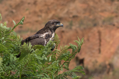 Buteo augur