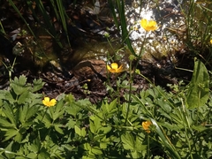 Ranunculus repens