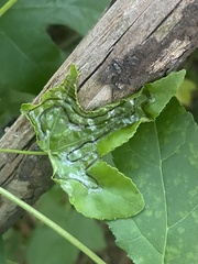 Phyllocnistis liquidambarisella