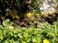 Ranunculus repens