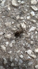 Neodorcadion bilineatum