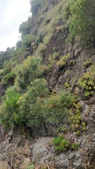 Genista tenera