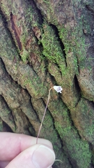 Apteria aphylla