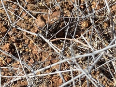 Monistria pustulifera