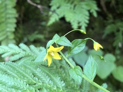 Lysimachia capillipes