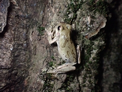 Hyla japonica