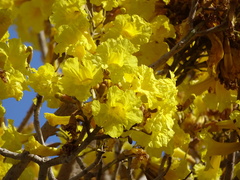 Handroanthus chrysotrichus