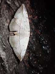 Hypopyra vespertilio