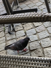 Columba livia domestica