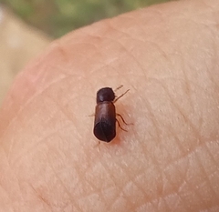 Xylopsocus capucinus