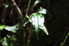 Smilax sieboldii