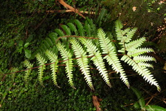 Pteris setulosocostulata