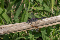 Brachythemis leucosticta