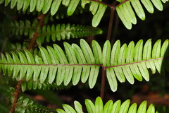 Pteris setulosocostulata