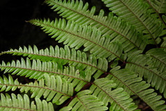 Pteris setulosocostulata