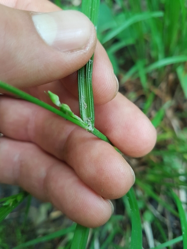 Image of Carex hitchcockiana by (c) Chris Fluit, some rights reserved (CC BY)