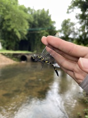 Onychothemis tonkinensis
