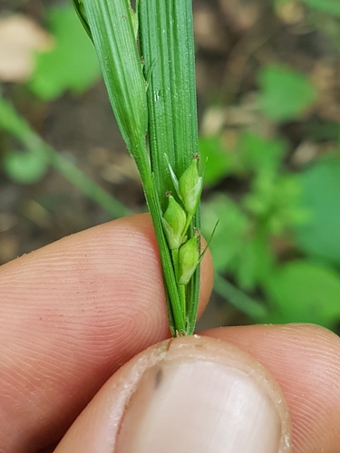 Image of Carex hitchcockiana by (c) Chris Fluit, some rights reserved (CC BY)