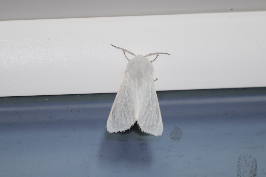 Fall Webworm Moth from Stalashen Dr, Sechelt, BC, CA on June 23, 2022 ...
