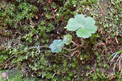 Hydrocotyle setulosa