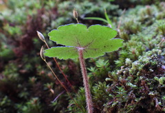 Hydrocotyle setulosa