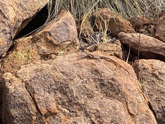 Rusty Crevice-Dragon photo 4