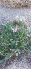 Oxytropis triphylla