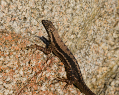 Microlophus atacamensis