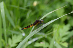 Lyriothemis pachygastra