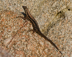 Microlophus atacamensis