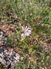 Aster willkommii