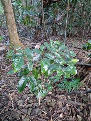 Endiandra globosa