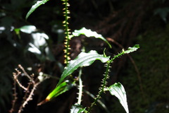 Smilax sieboldii