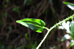 Smilax sieboldii