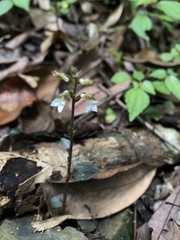 Odontochilus yakushimensis