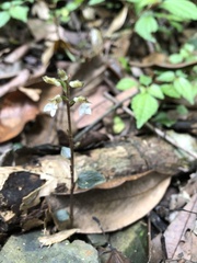 Odontochilus yakushimensis
