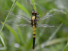 Orthetrum melania