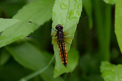 Lyriothemis pachygastra