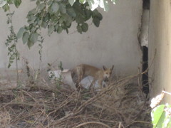 Vulpes vulpes flavescens