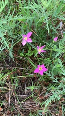Sabatia campestris