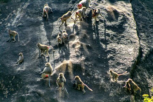 Hamadryas Baboon